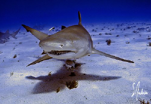 This image of a Lemon Shark was taken during a dive at Ti... by Steven Anderson 